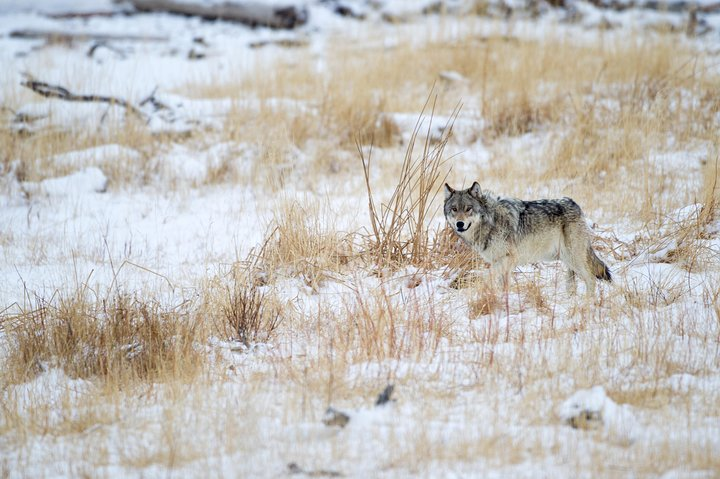 Private Yellowstone Wolf Watching & Wildlife Safari + lunch  - Photo 1 of 18